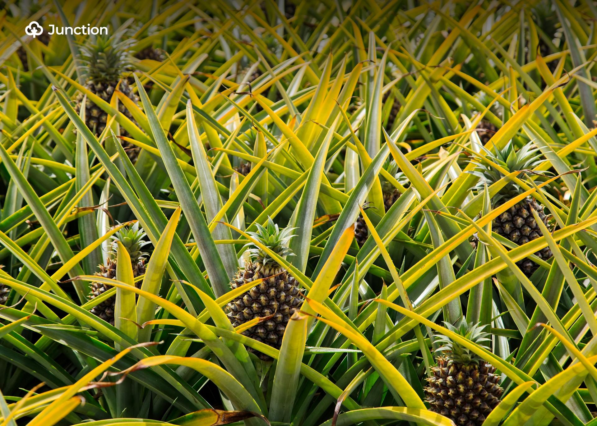 Japan, LAPO Launch Pineapple Processing Plant to Slash Edo Farm Losses