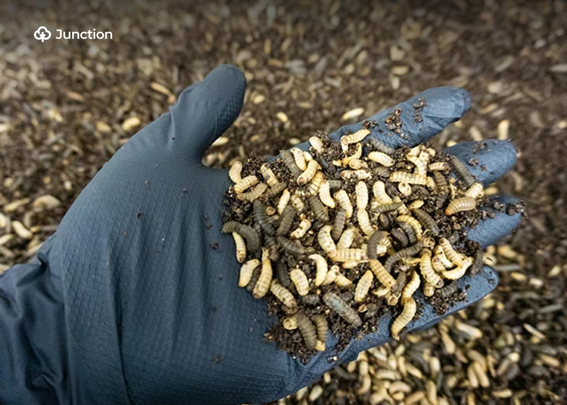 FUNAAB Develops Probiotic Insect Feed to Cut Aquaculture Costs