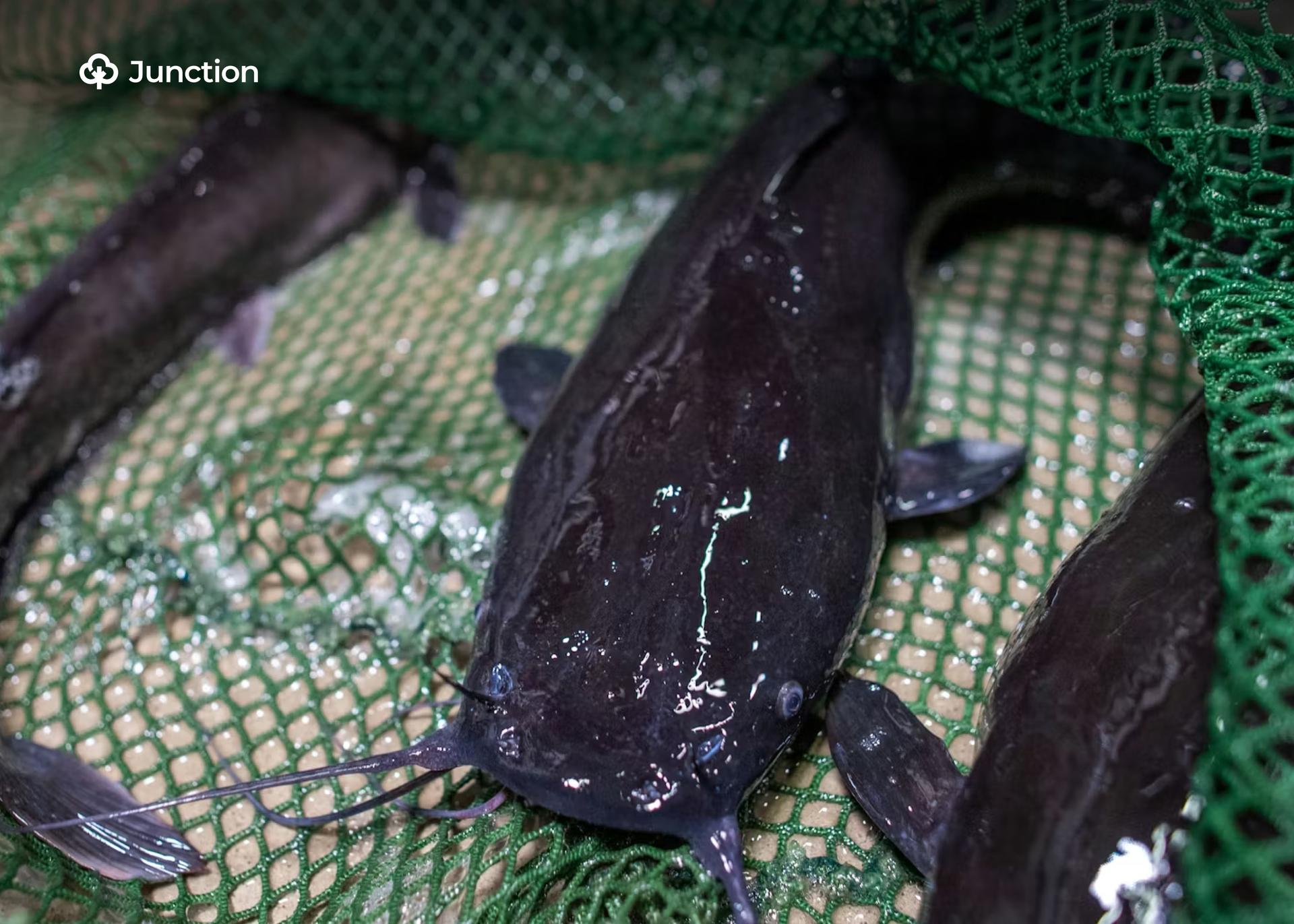 Lagos Catfish Farmers Blame Middlemen Monopoly for Profit Loss
