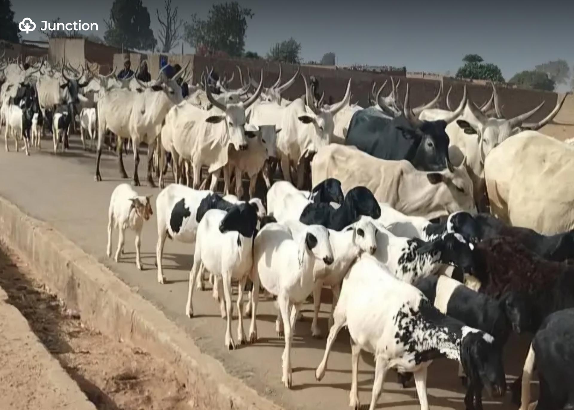 Army Recovers 257 Livestock, Foils Rustling Attempt In Kano