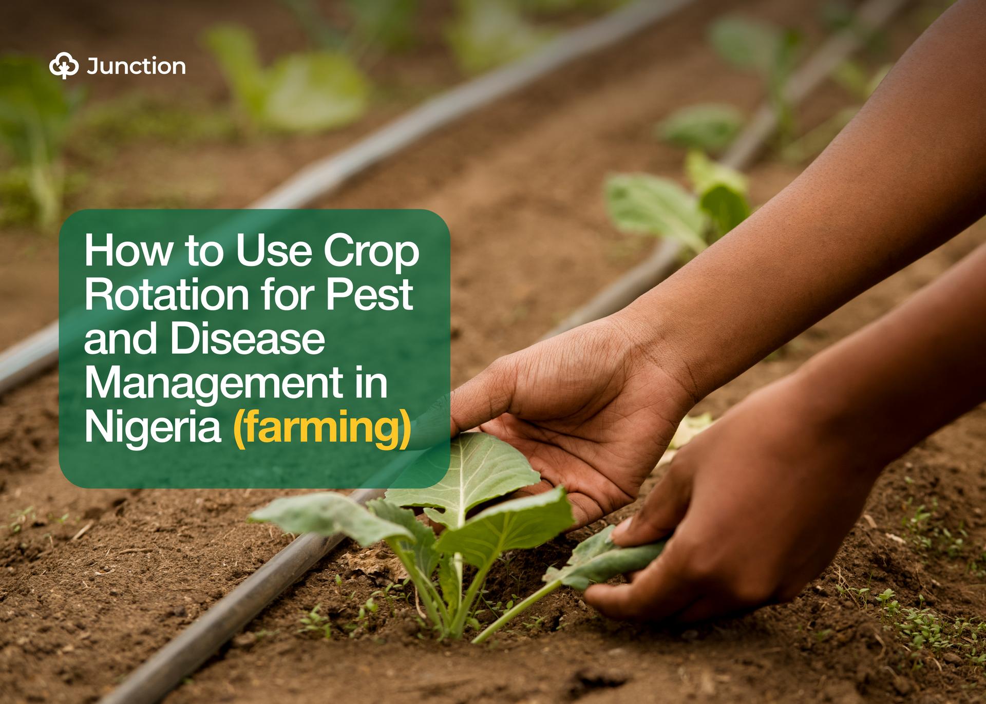 How to Use Crop Rotation for Pest and Disease Management in Nigeria