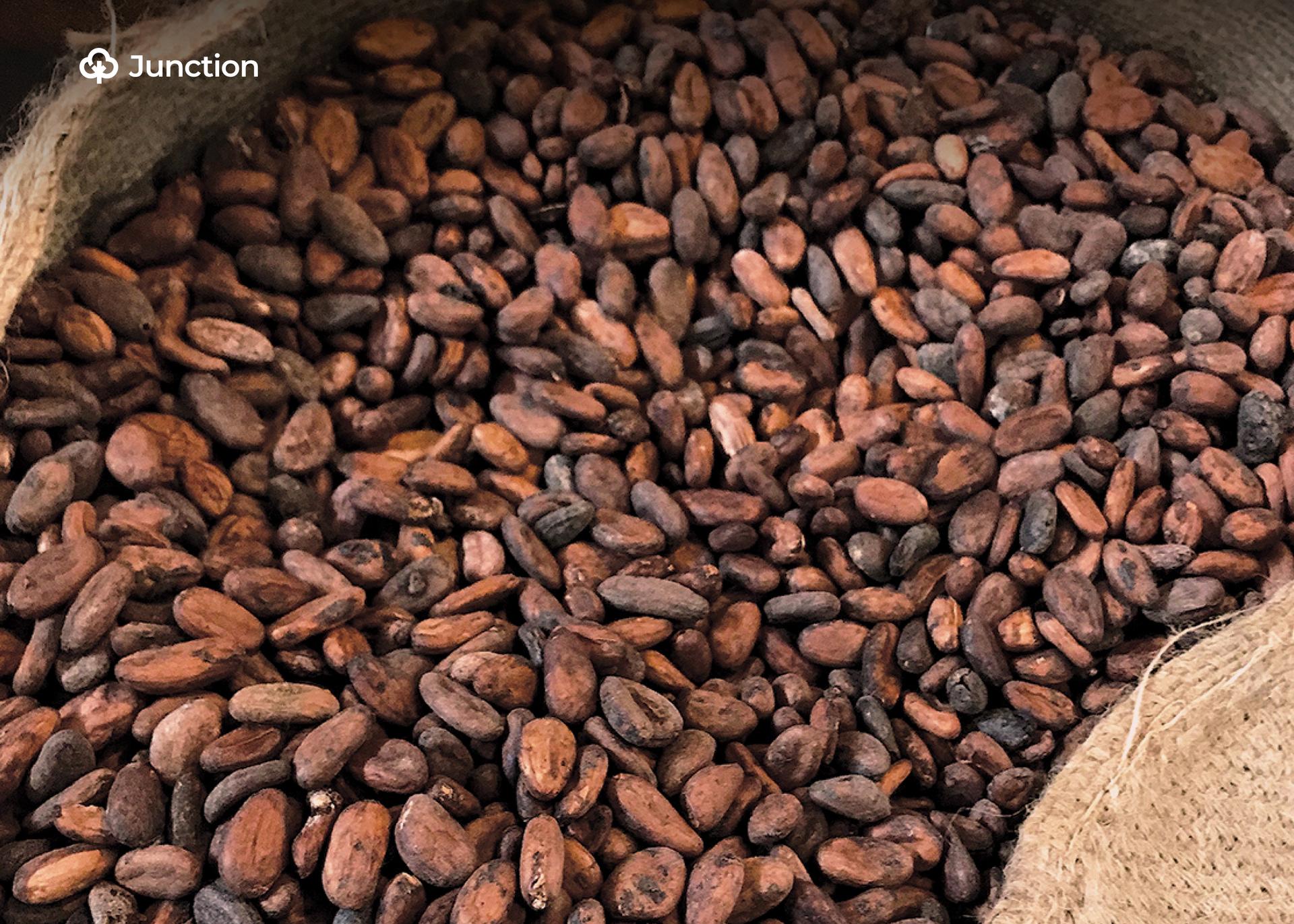 Sunbeth Raises ₦165.7bn to Expand Cocoa Export Operations