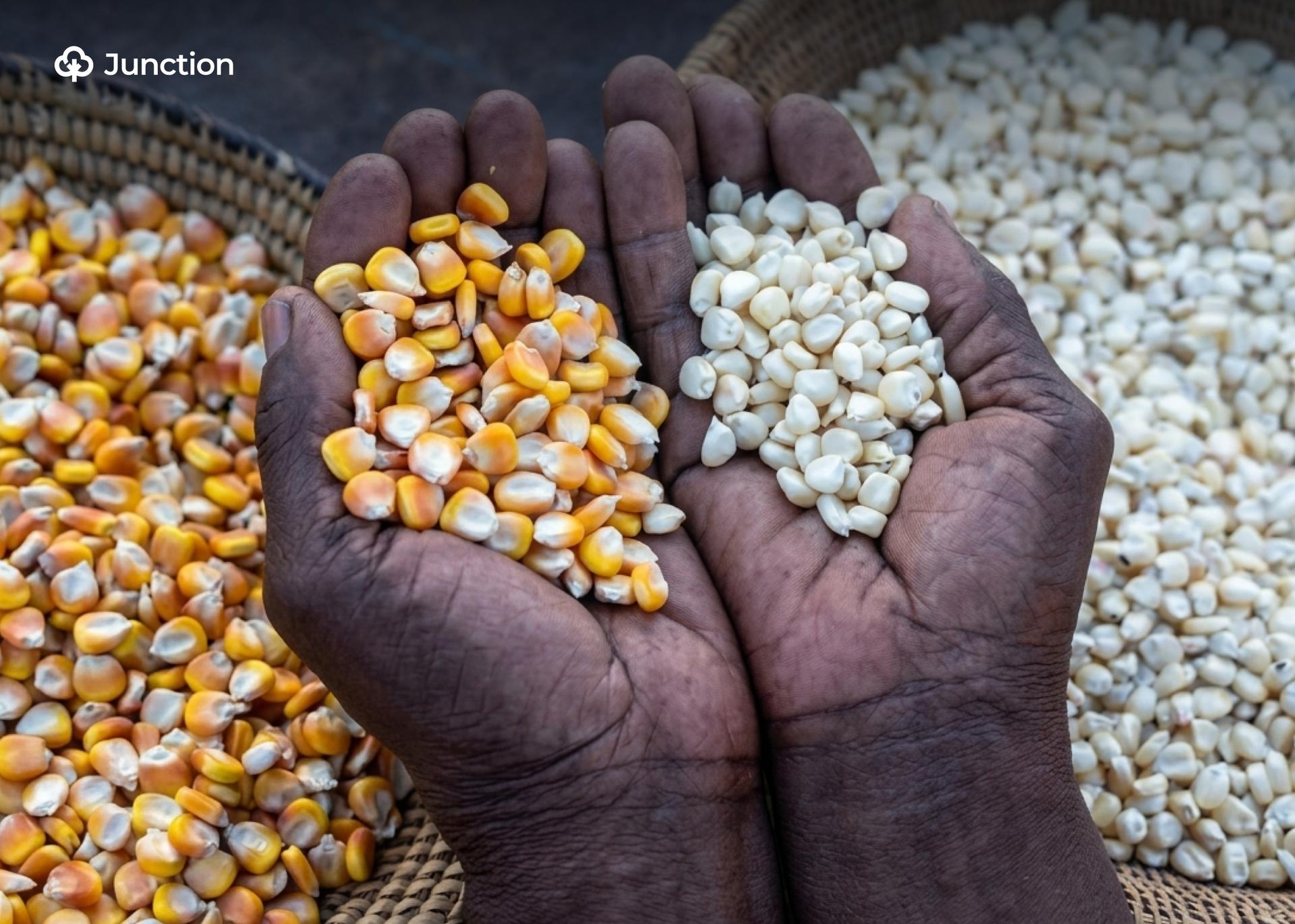 Five Practical Reasons Nigerian Farmers Should Grow Hybrid Maize Seeds
