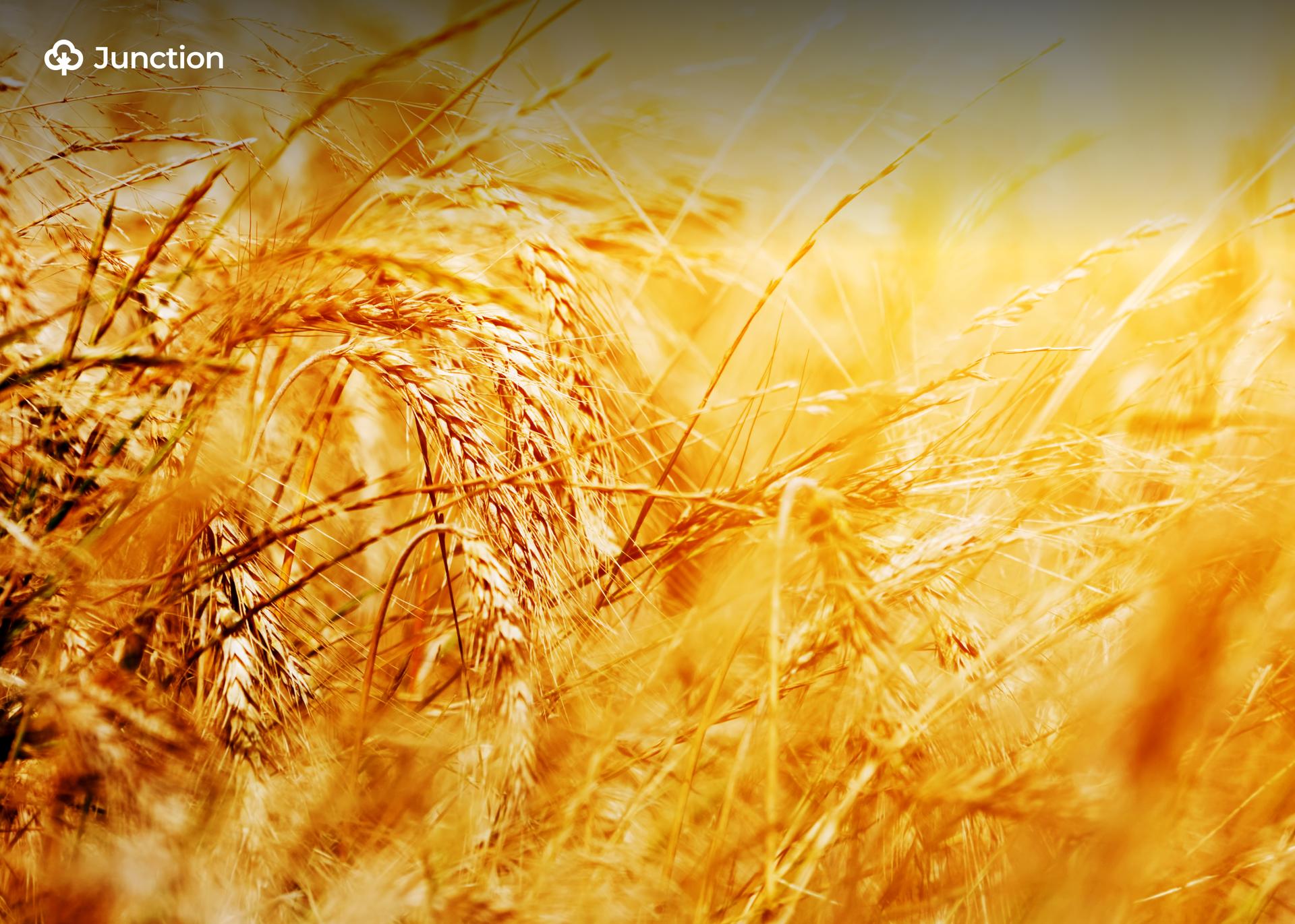 Alternative Wheat Supply Lowers Nigeria-EU Agrifood Trade by 28% in 2025