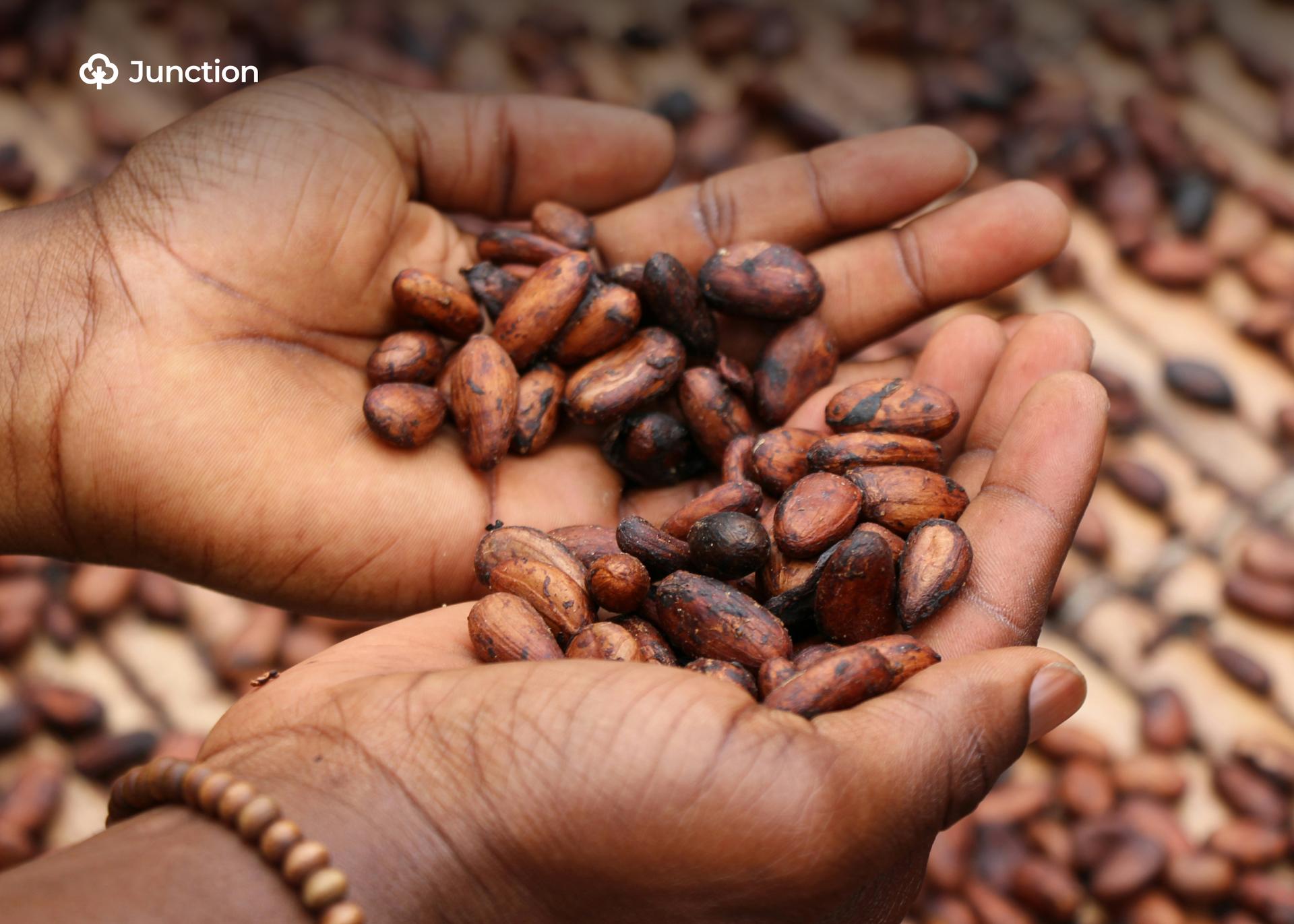 Ivorian Mid-Crop Outlook Brightens as Nigerian Cocoa Farmers Struggle