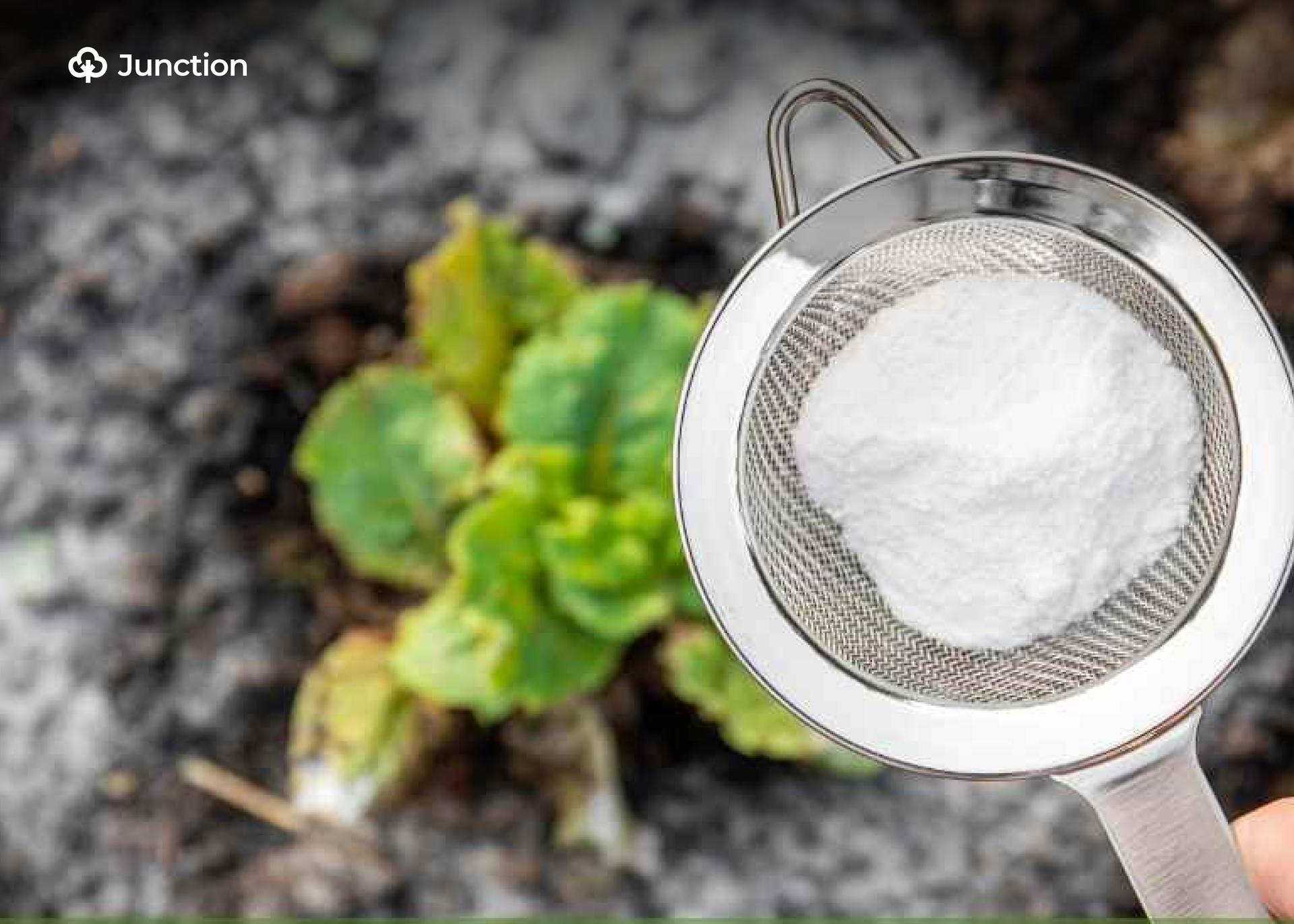 Baking Soda Wash: A Simple Method to Reduce Pesticide Residues on Crops