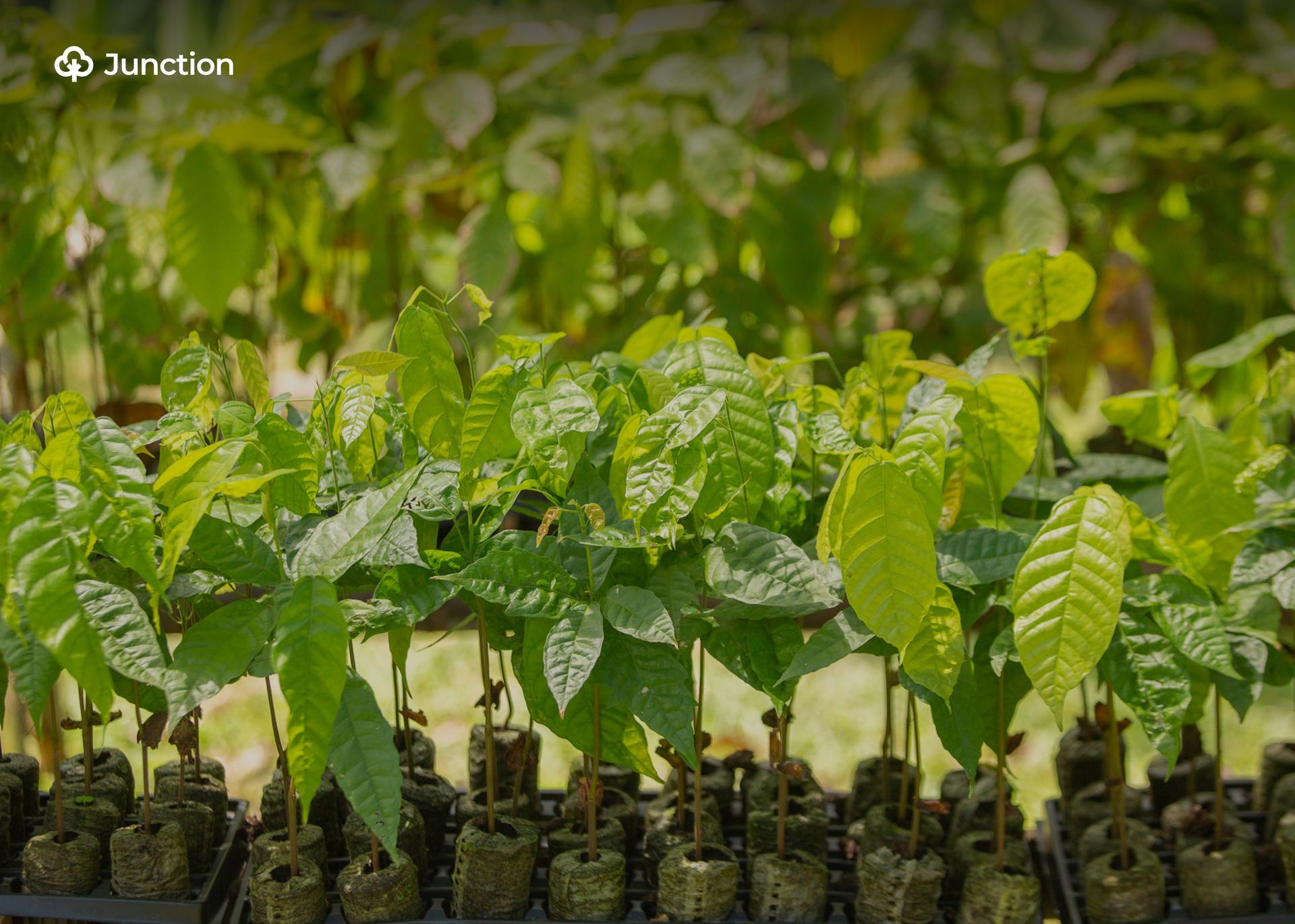 Ekiti Targets 10 Million Cocoa Seedlings in Decade-Long Revival Push