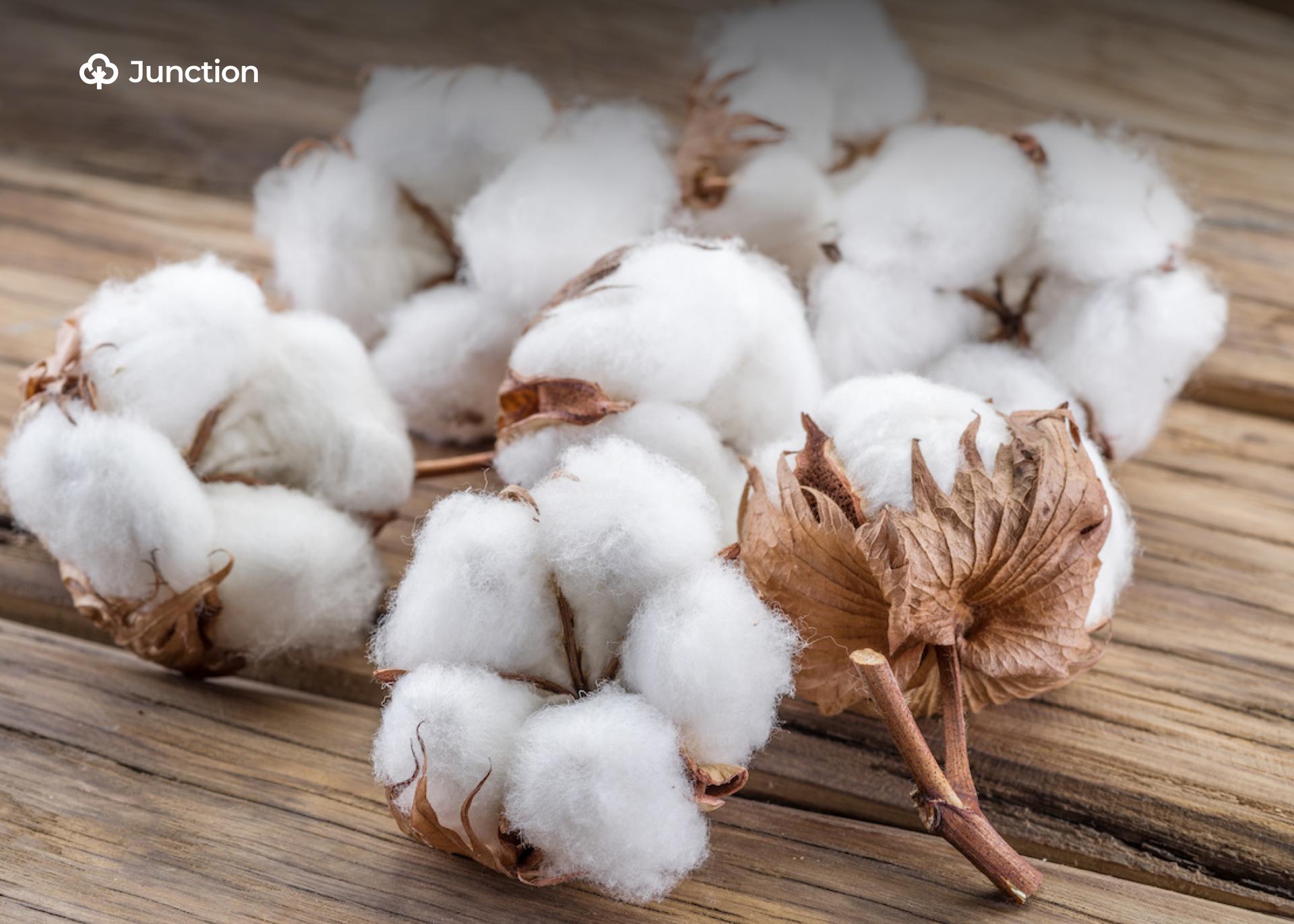 NBMA Suspends Registration of GM Cotton Varieties Over Violations