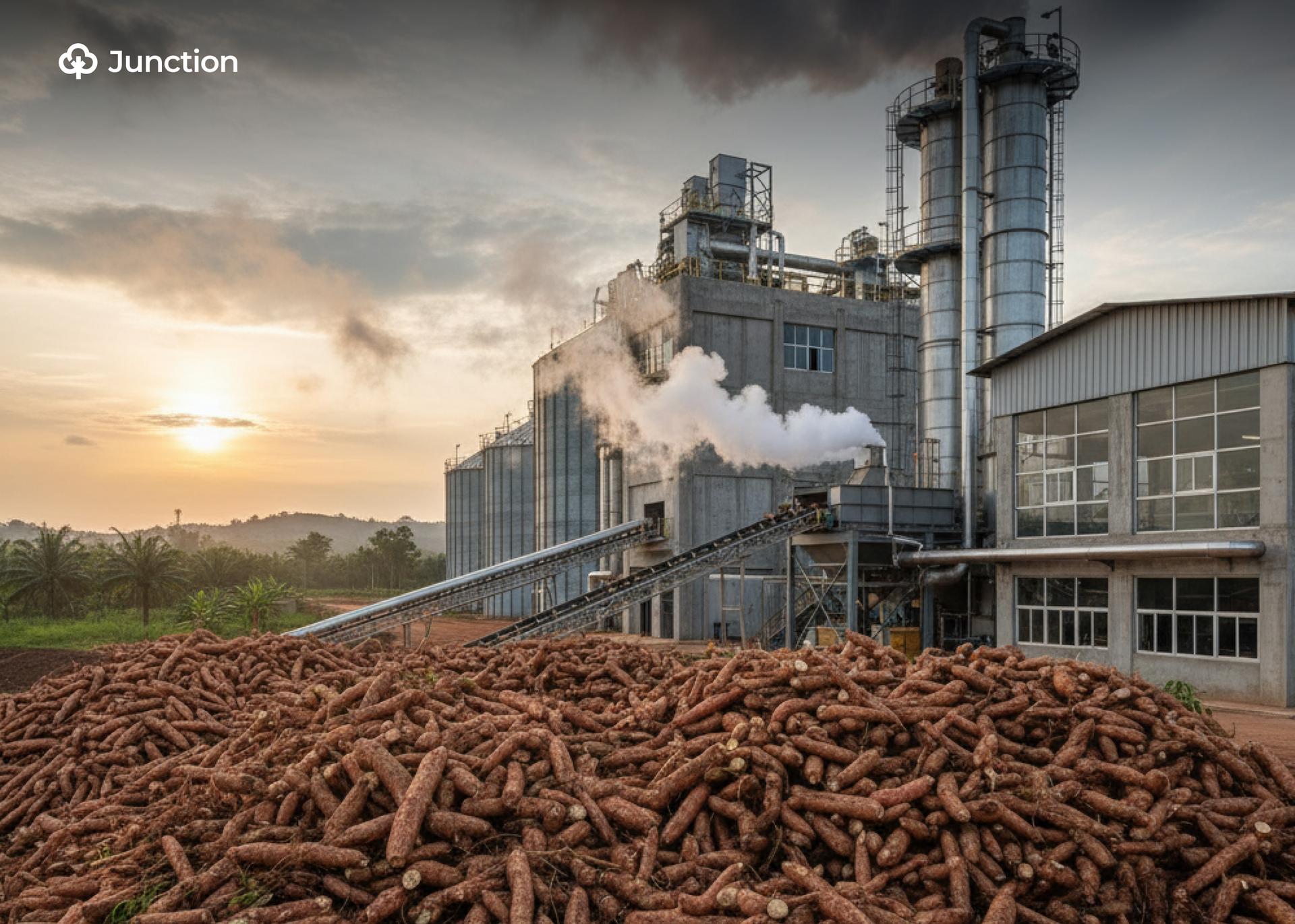 Feedstock Shortages Force Nigeria’s Cassava Factories to Run Below Capacity