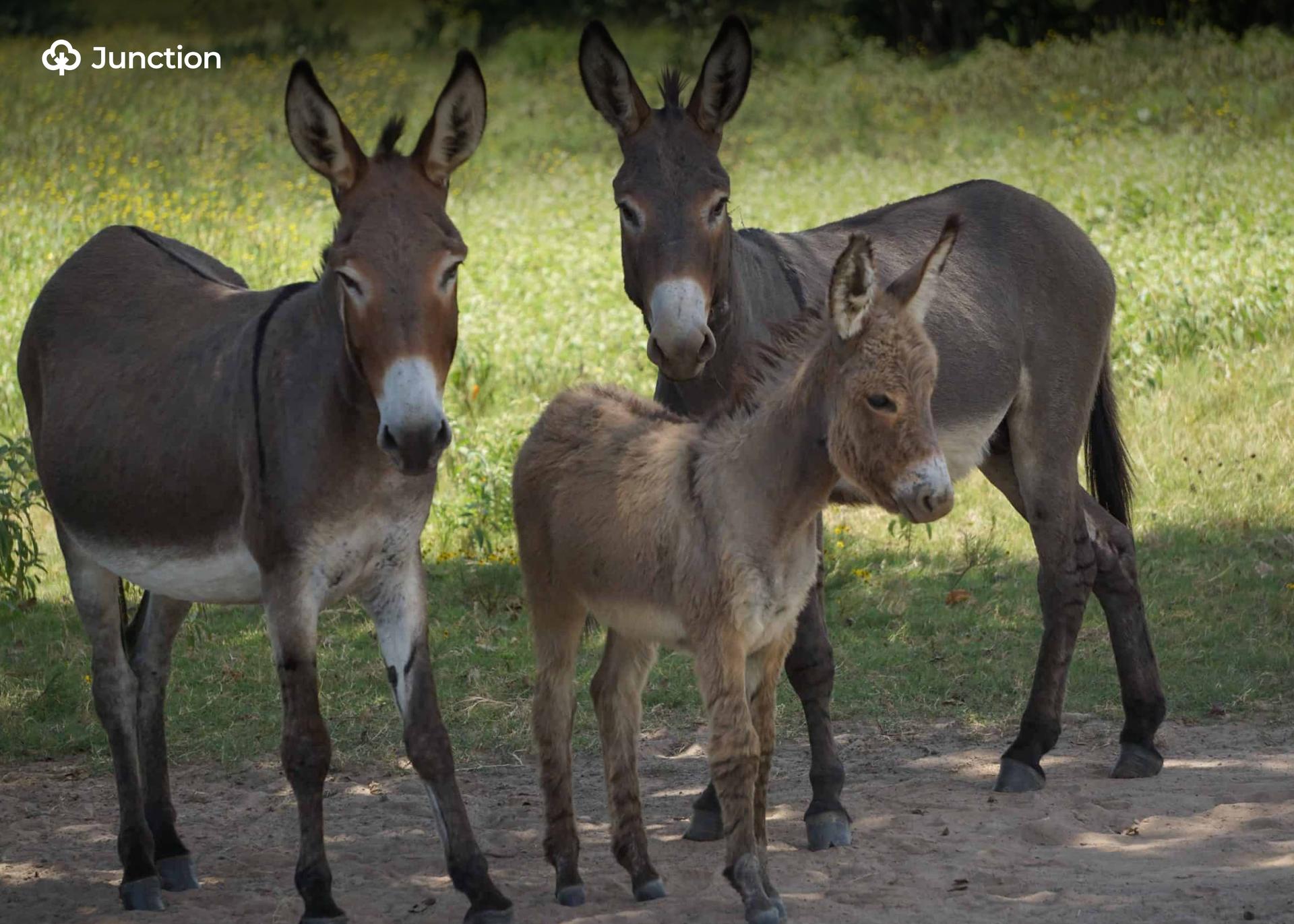 Livestock Ministry to Boost Donkey Business, Stop Illegal Trades
