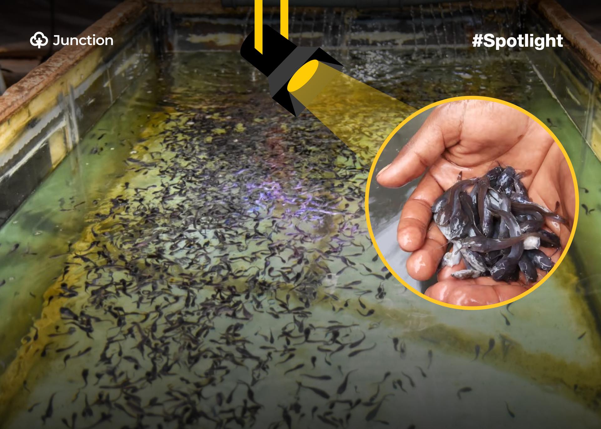 How a Farmer's Fish Hatchery is Powering Farms in Ogun, Lagos