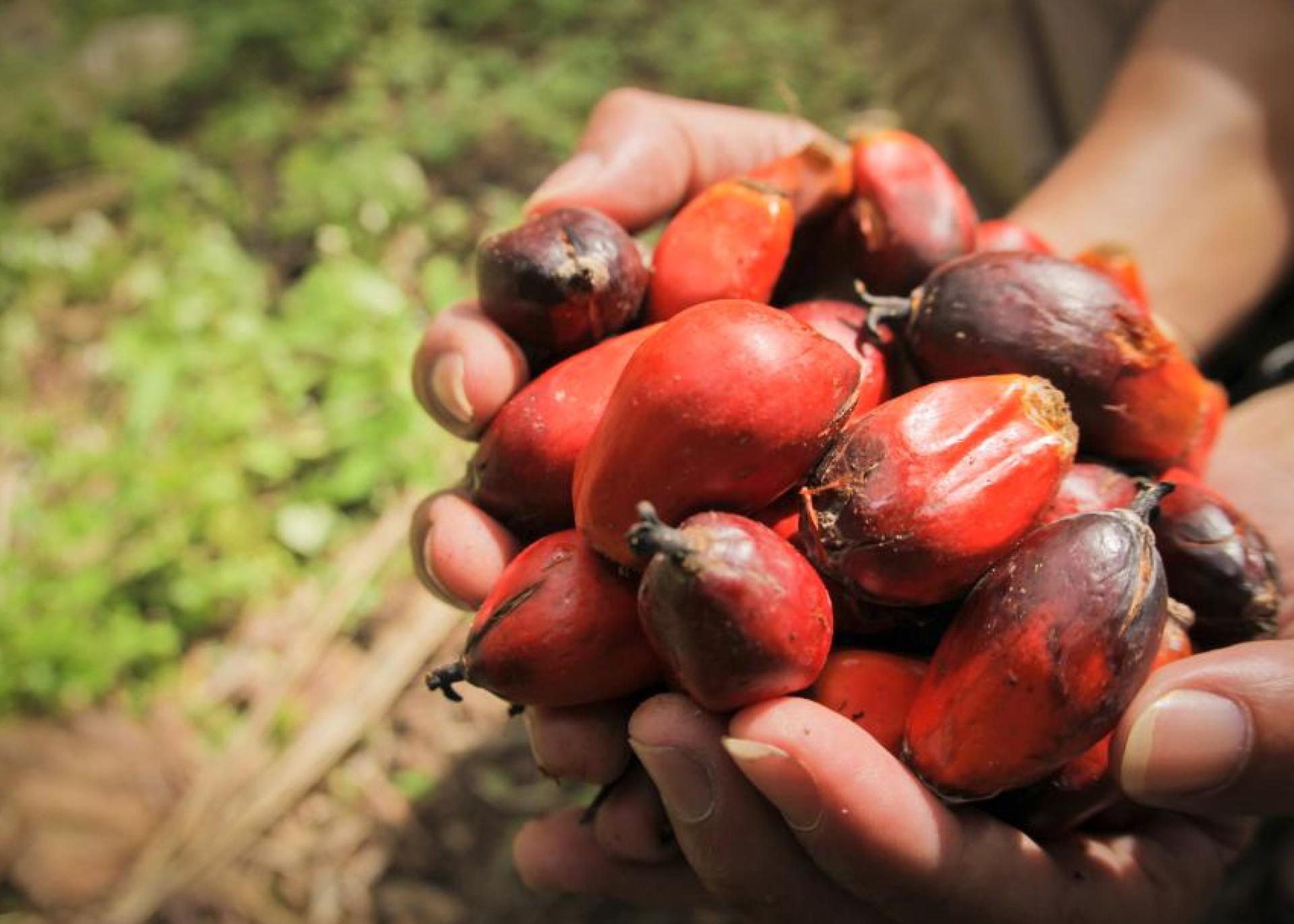 FG Reduces Import Tariffs on Palm Oil, Rice, Sugar and Other Food Items