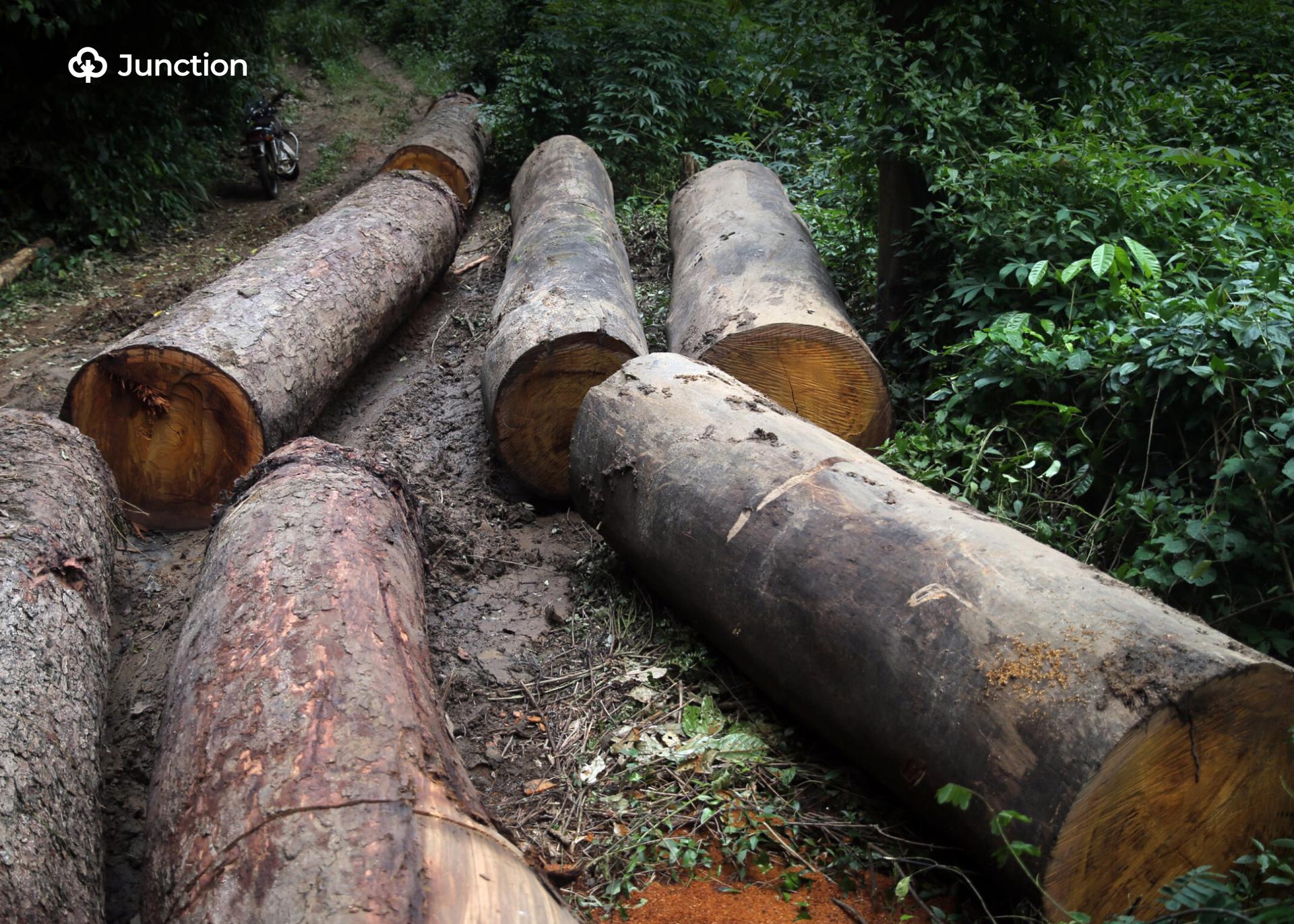 Cross Rivers Residents Demand Enforcement of Forestry Law