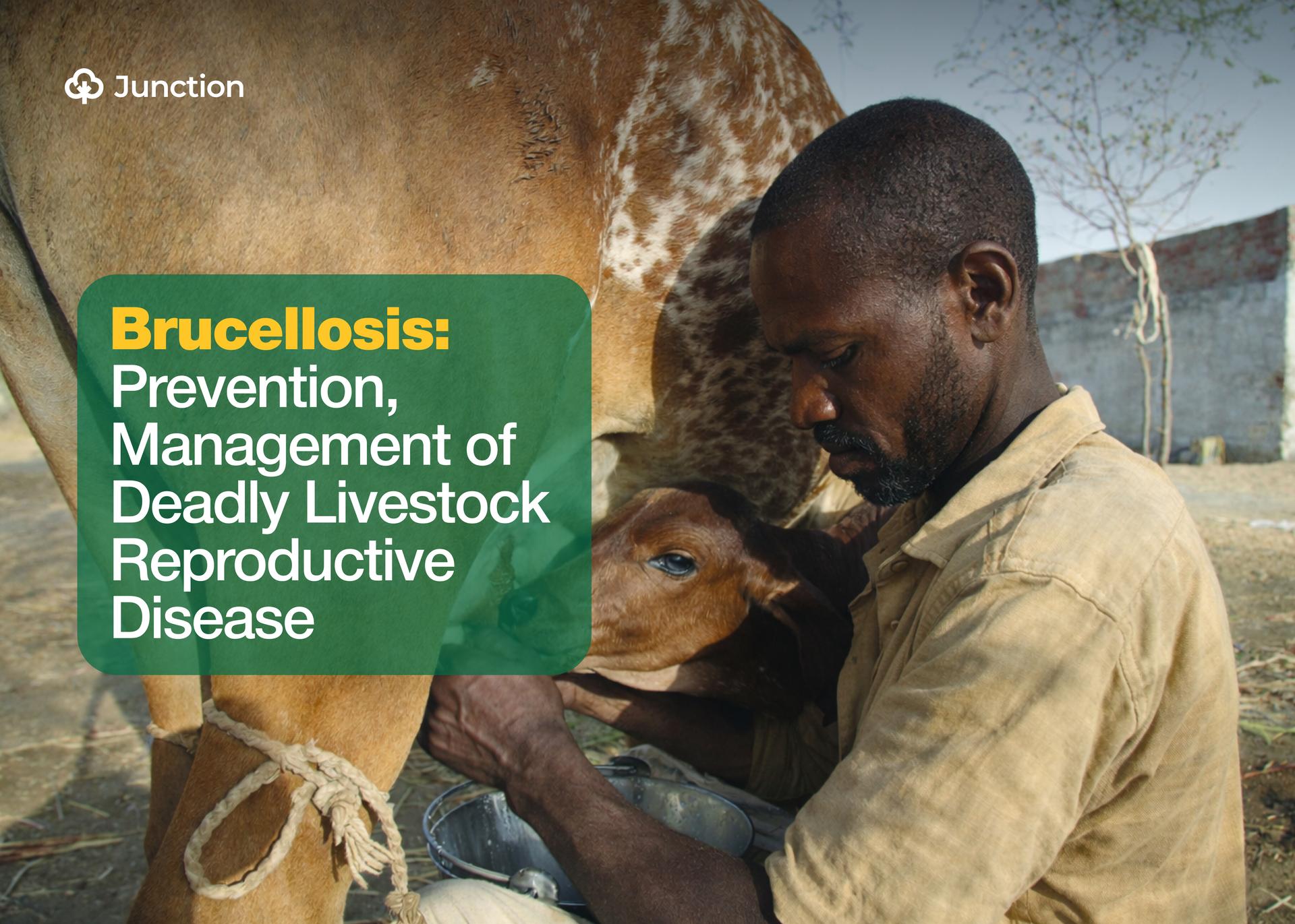 Brucellosis: Prevention, Management of Deadly Livestock Reproductive Disease