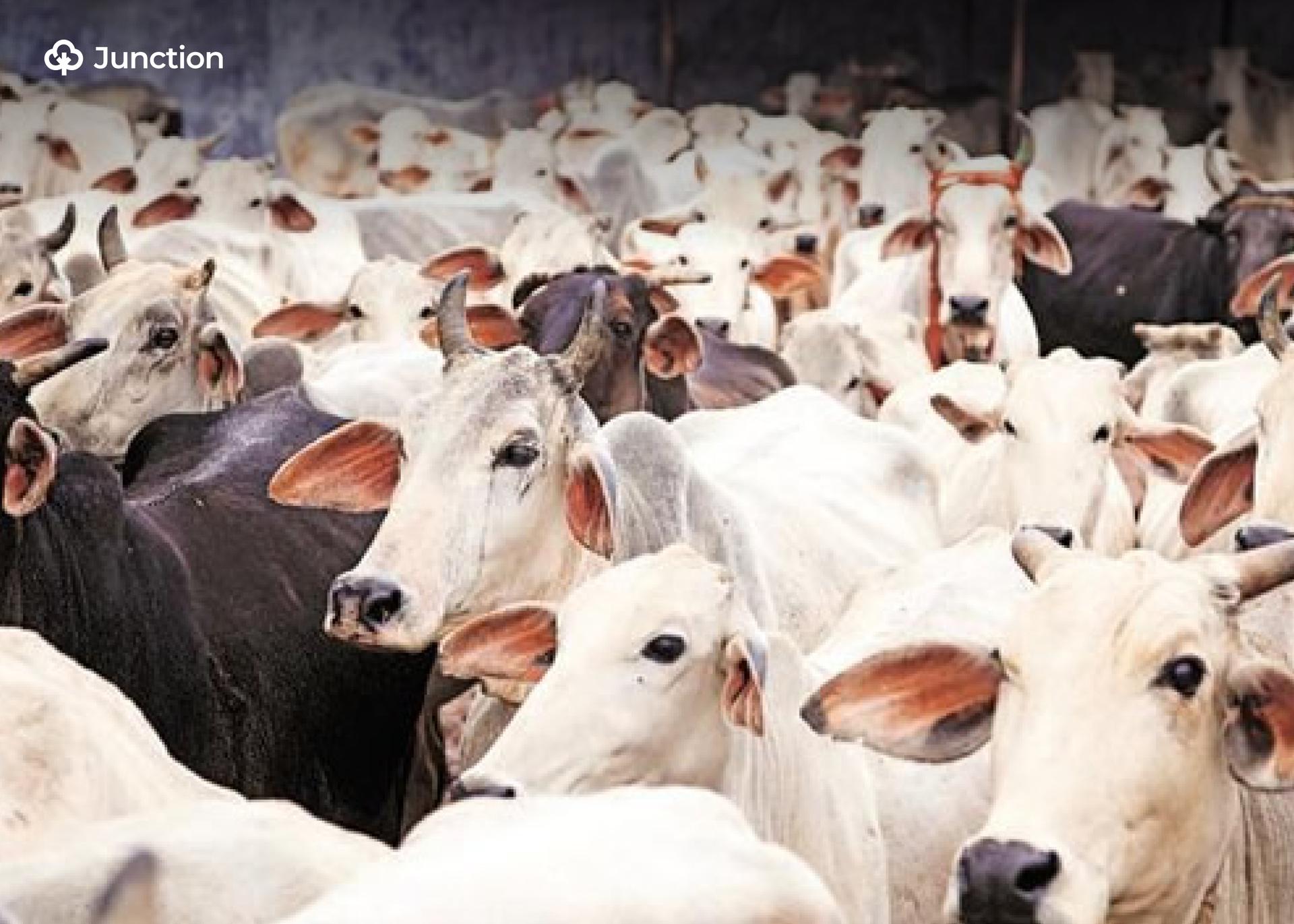 Lagos Butchers Decry Cow Prices Hitting ₦2.5m Amid Supply Crunch