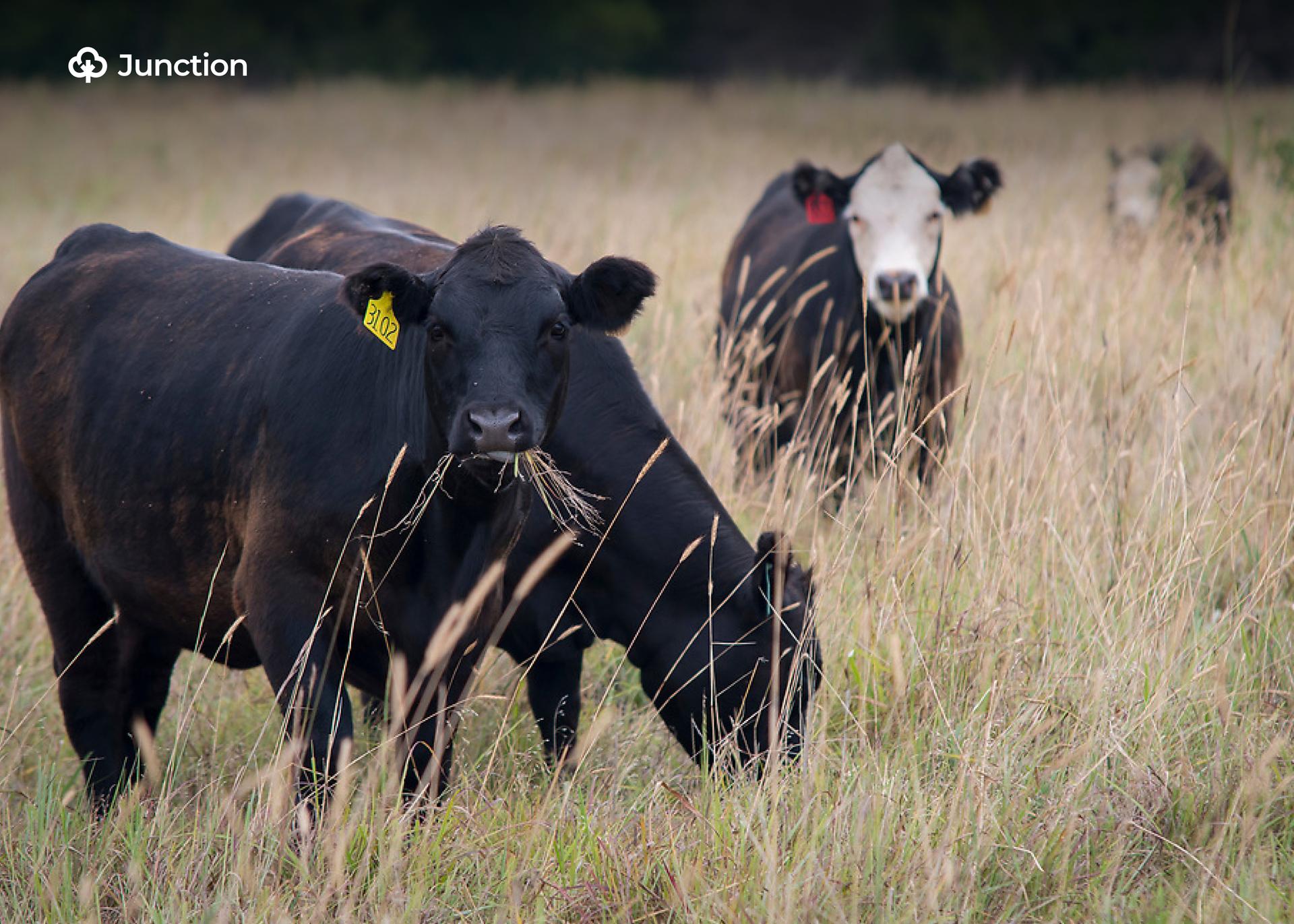 Adamawa Culls Over 70 Cattle Suspected of Cyanide Poisoning