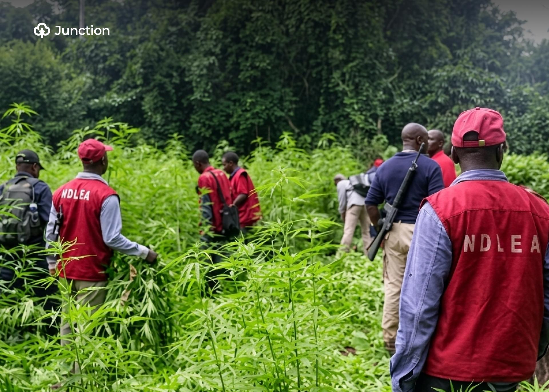 NDLEA Destroys Hectares of Cannabis Farm, Seizes 170kg in Cross River