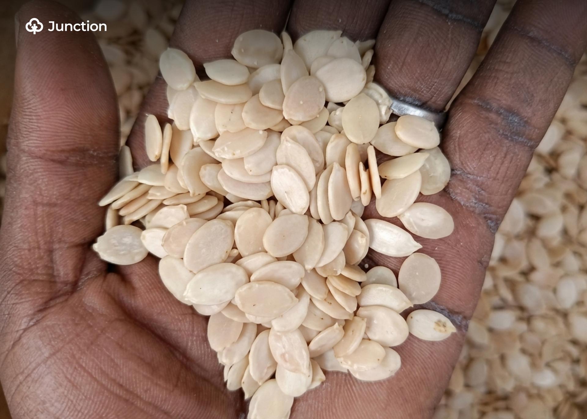 Melon Prices Hit ₦150,000 as Taraba Farmers Enjoy Strong Returns