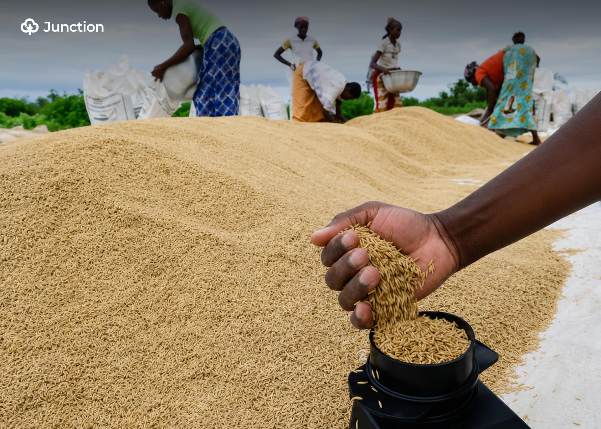 Japan Commits $3.5m to Strengthen Nigeria’s Rice Seed Production