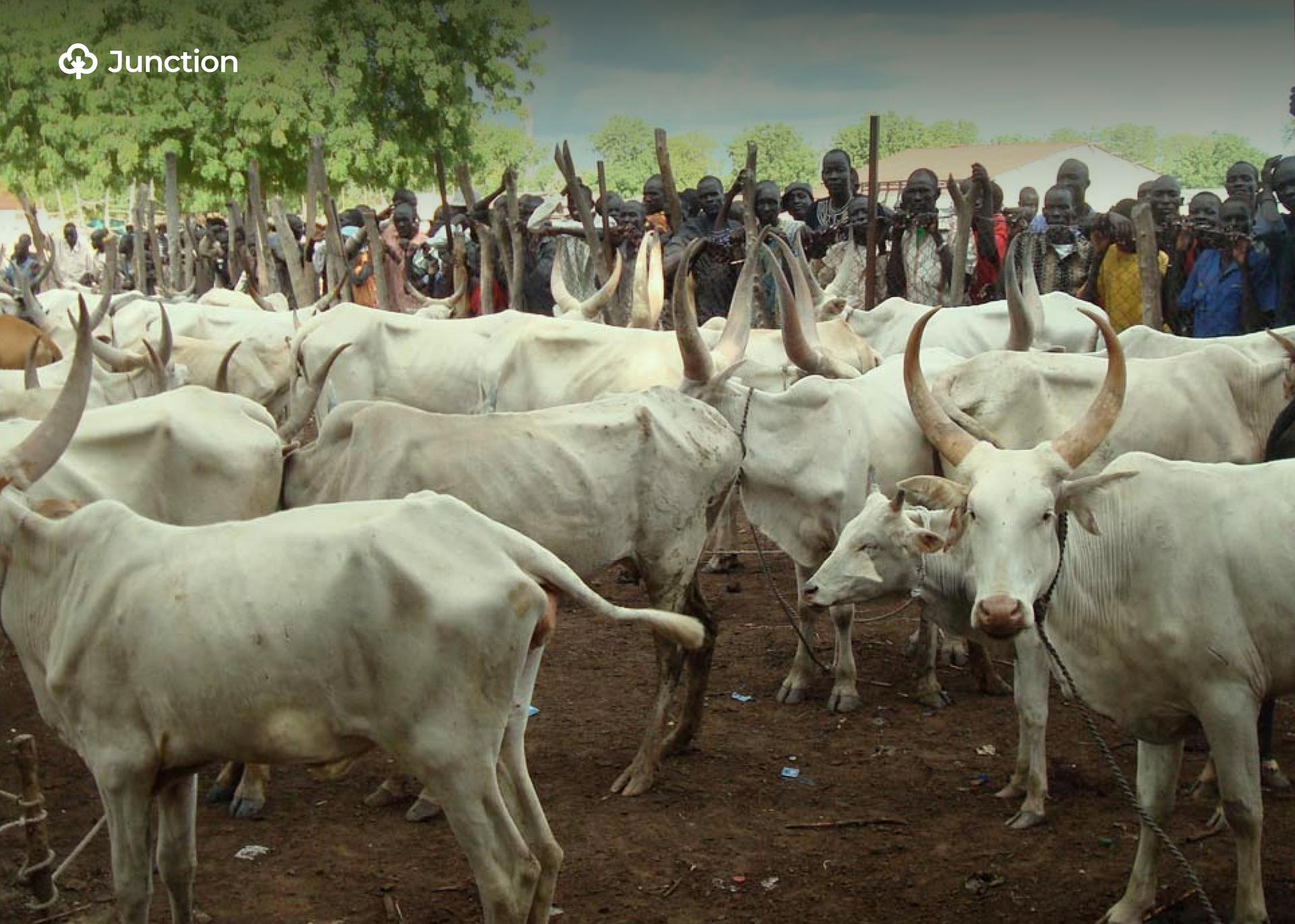 Taraba Launches Statewide Artificial Insemination Programme to Boost Cattle Production