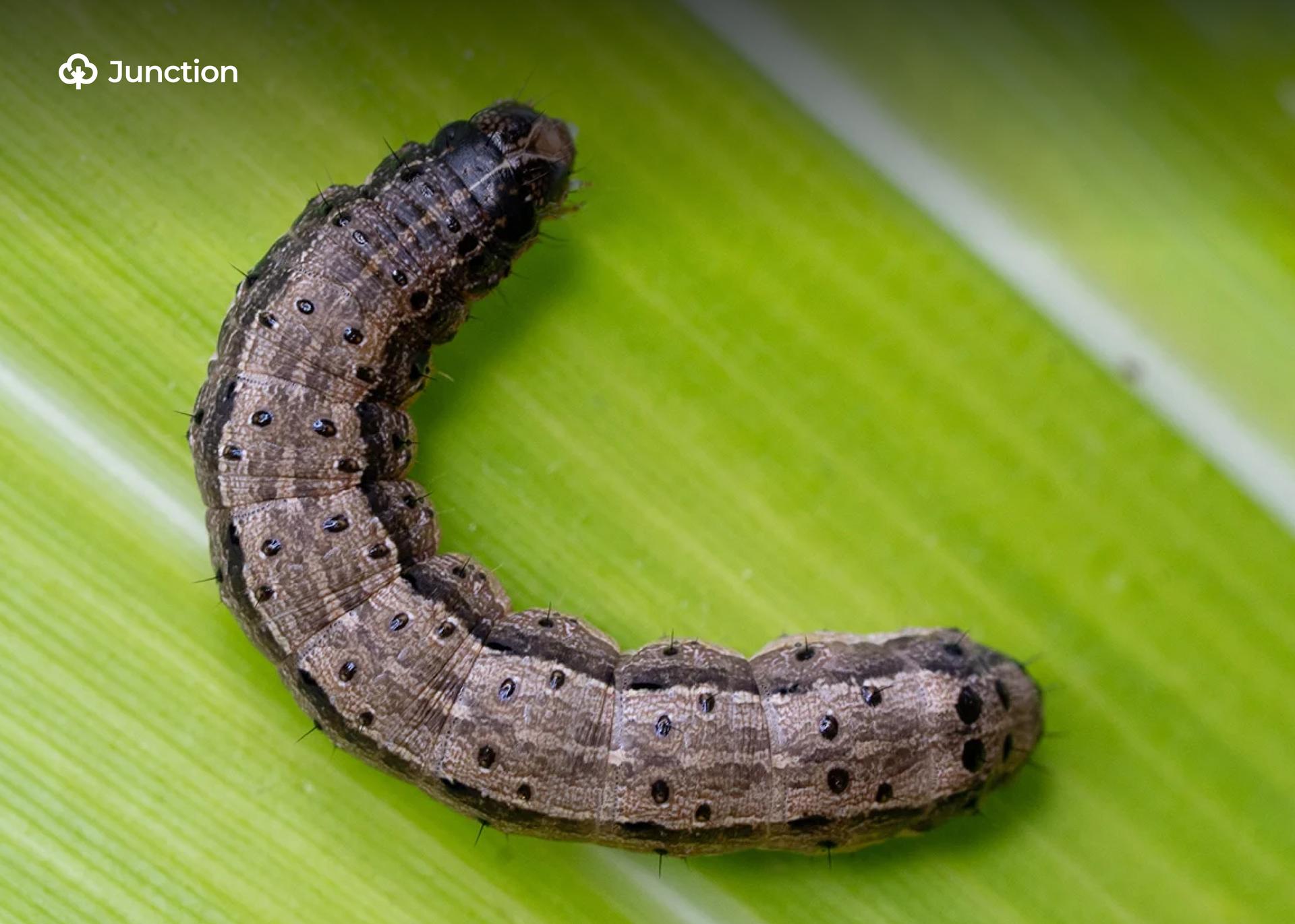 Jigawa Armyworm Outbreak Destroys 790 Hectares, Leaves Farmers Counting Losses