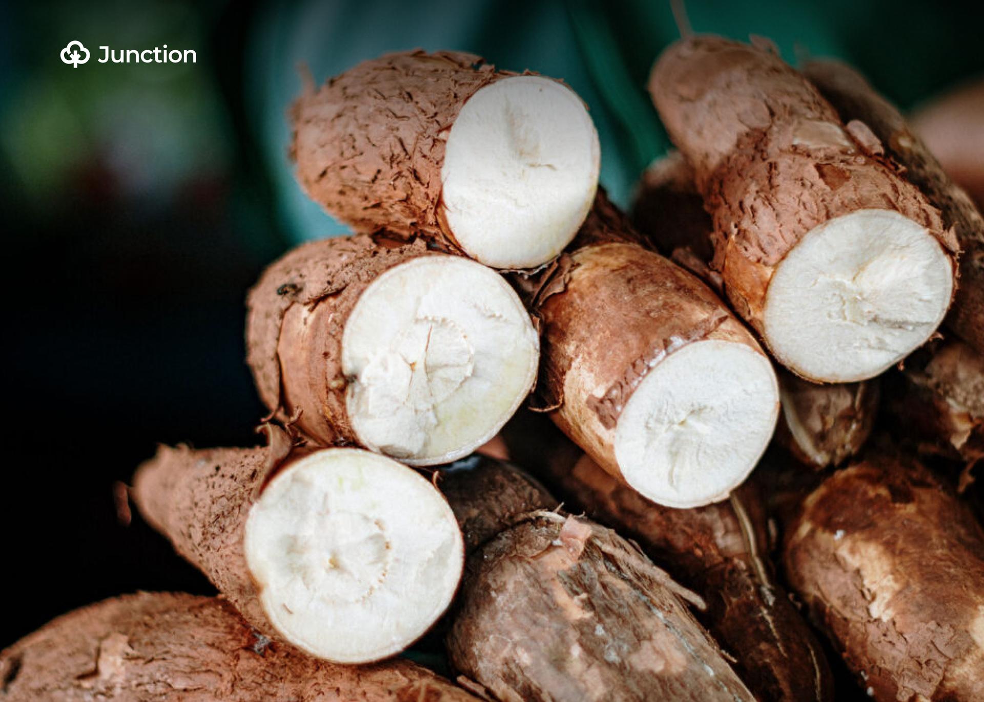 Green Harvest Stuffs Moves to Turn Benue Cassava into ‘Crude Oil’
