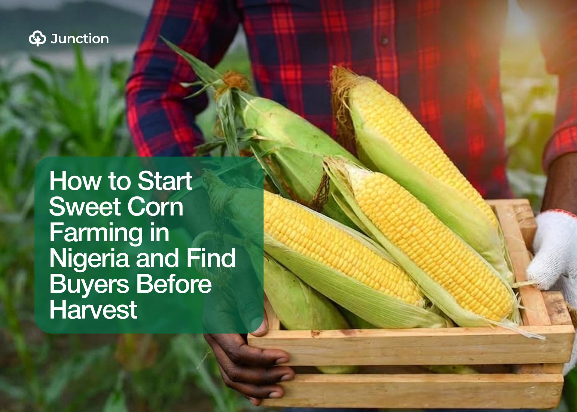How to Start Sweet Corn Farming in Nigeria and Find Buyers Before Harvest