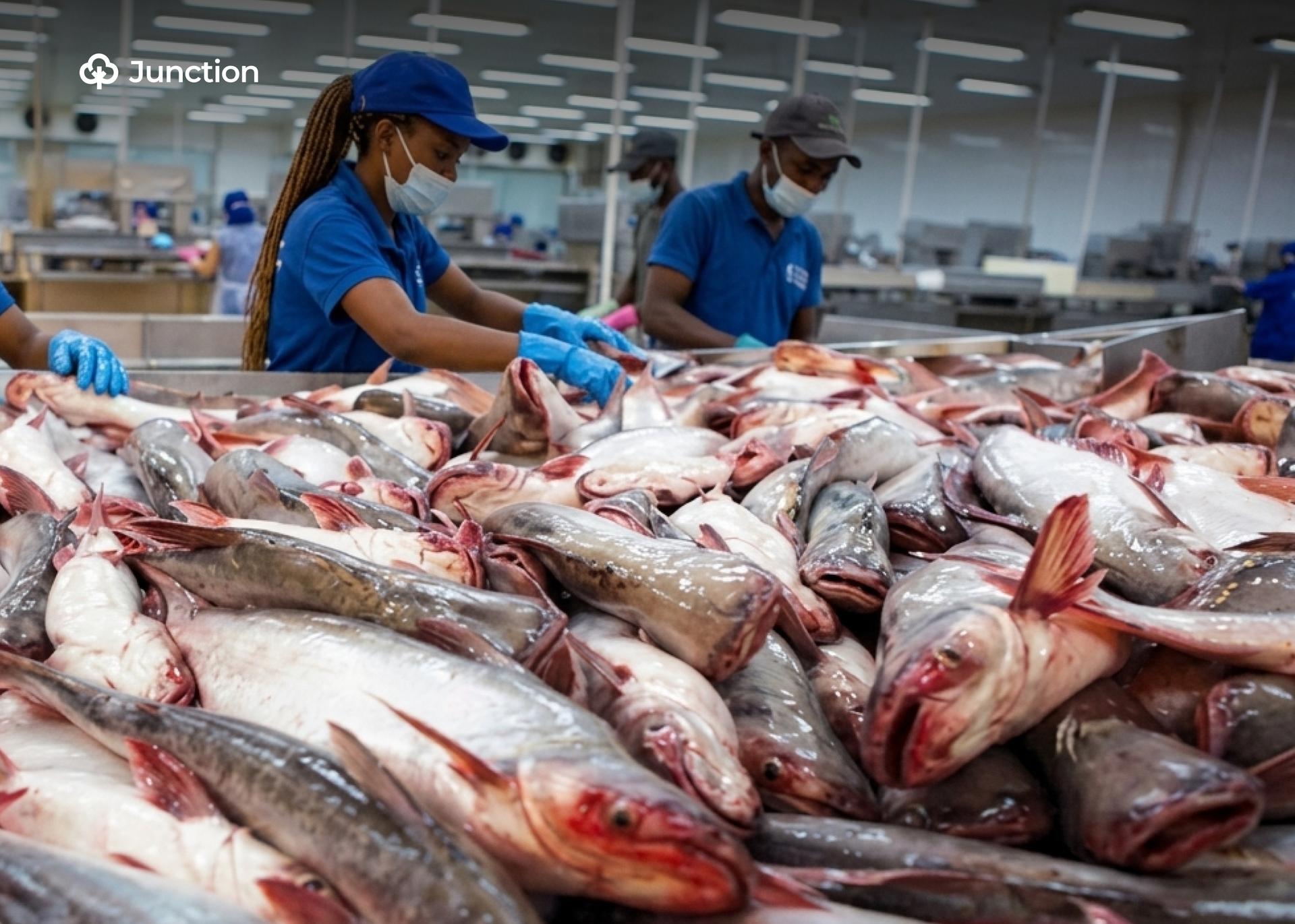 Nigerian Pangasius (Basa) Fish Farmers Cease Production as Market Challenges Mount