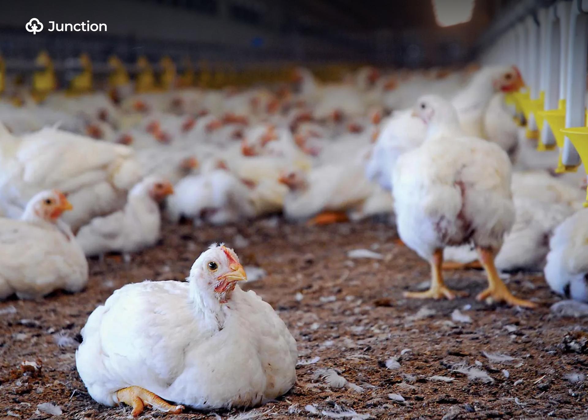 FUNAAB Study Finds African Plant May Help Fight Salmonella in Poultry