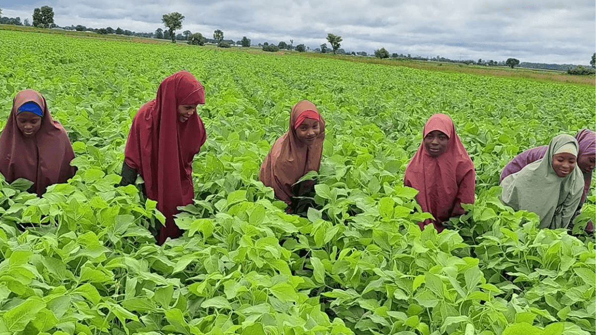 Abuja Women Farmers Demand Better Agricultural Extension Services