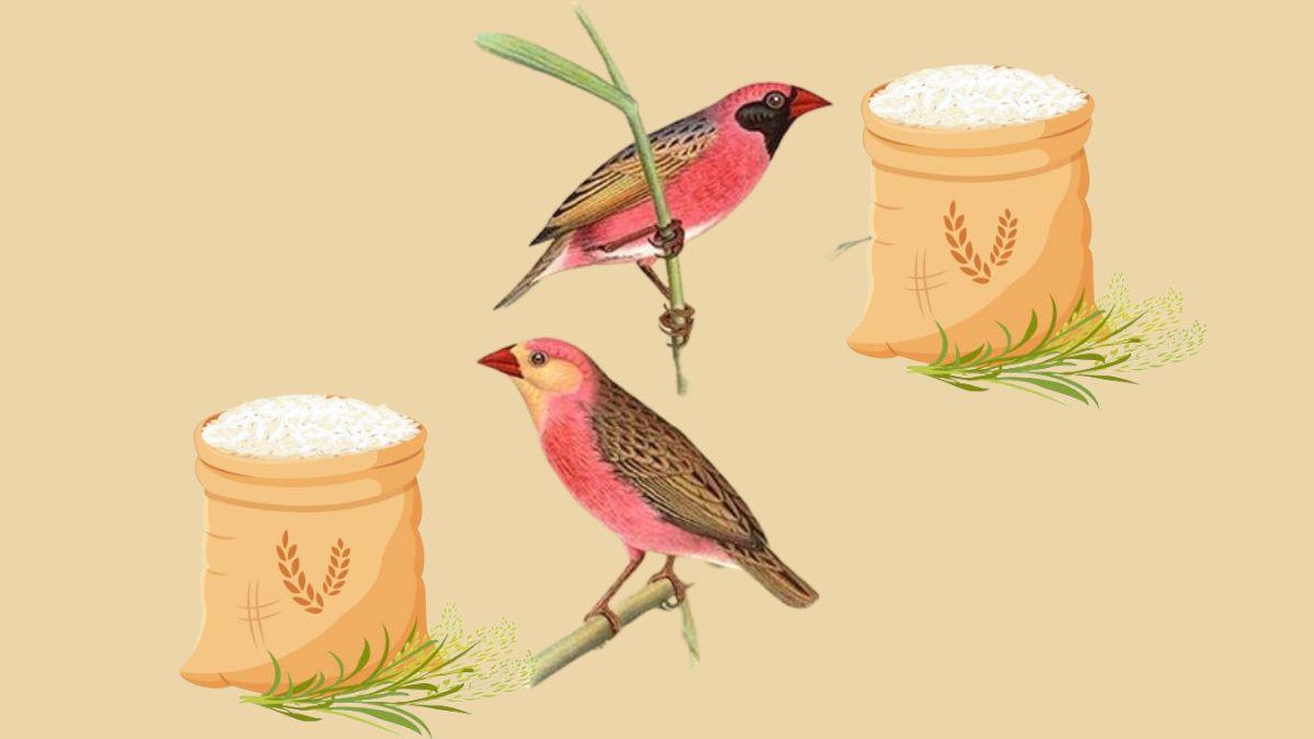 Quelea Bird Invasion Threatens Food Security In Northern Nigeria