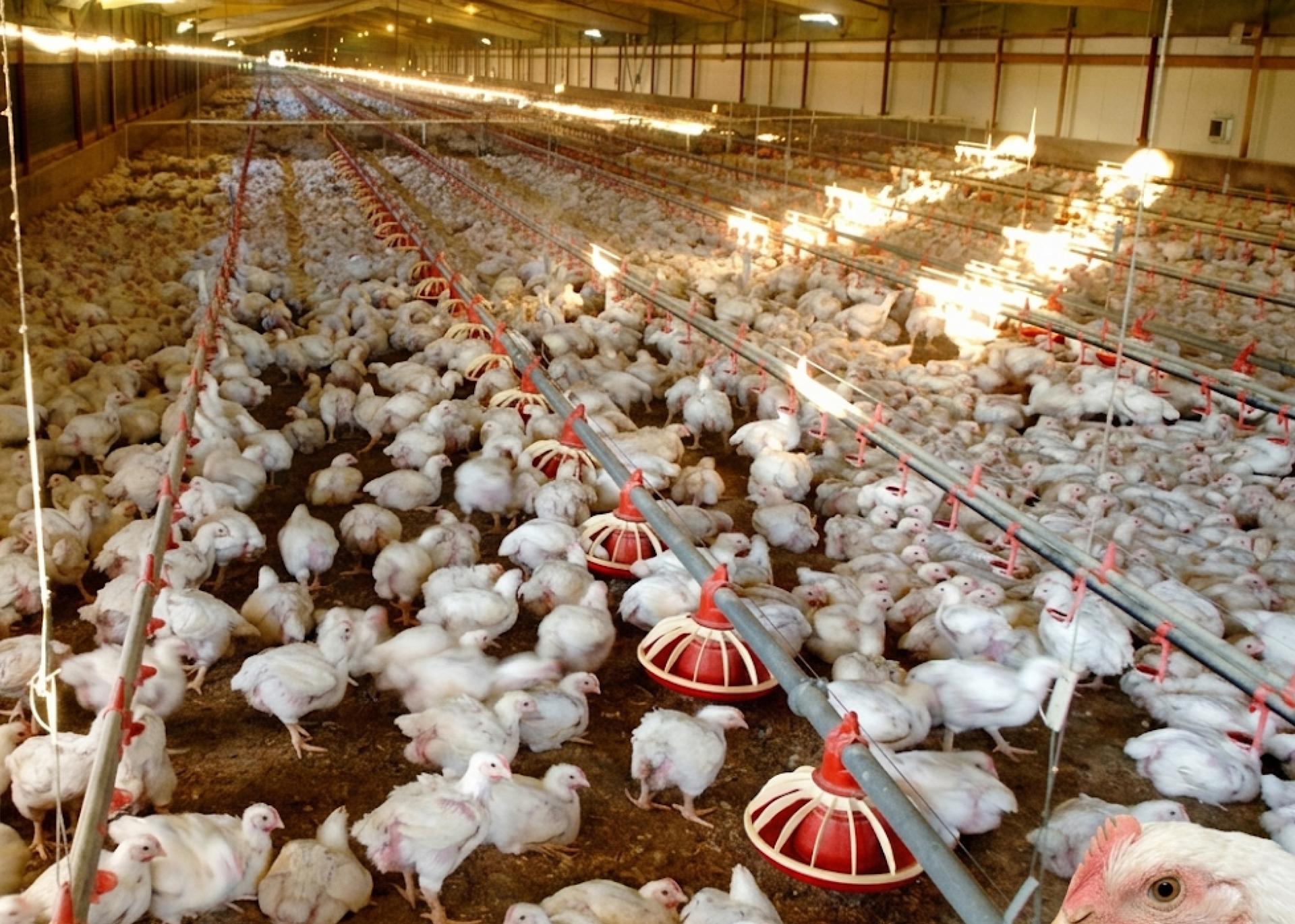 Ekiti Targets 5,000 Youths for Poultry, Agribusiness Development