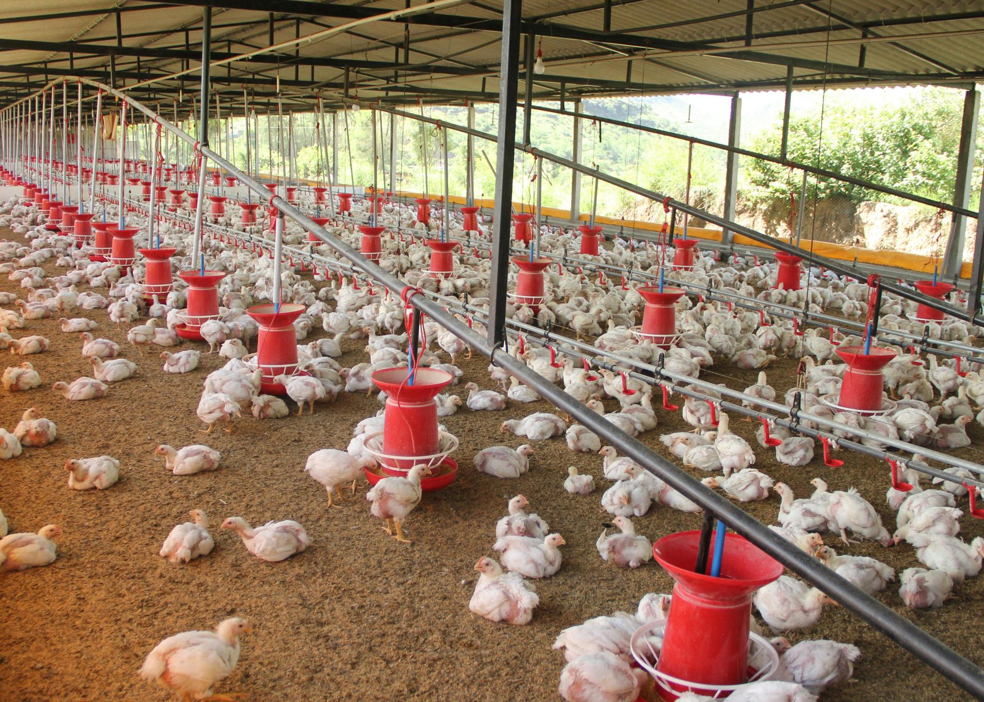 Acumen invests in Pullus Africa to expand poultry market access in Nigeria