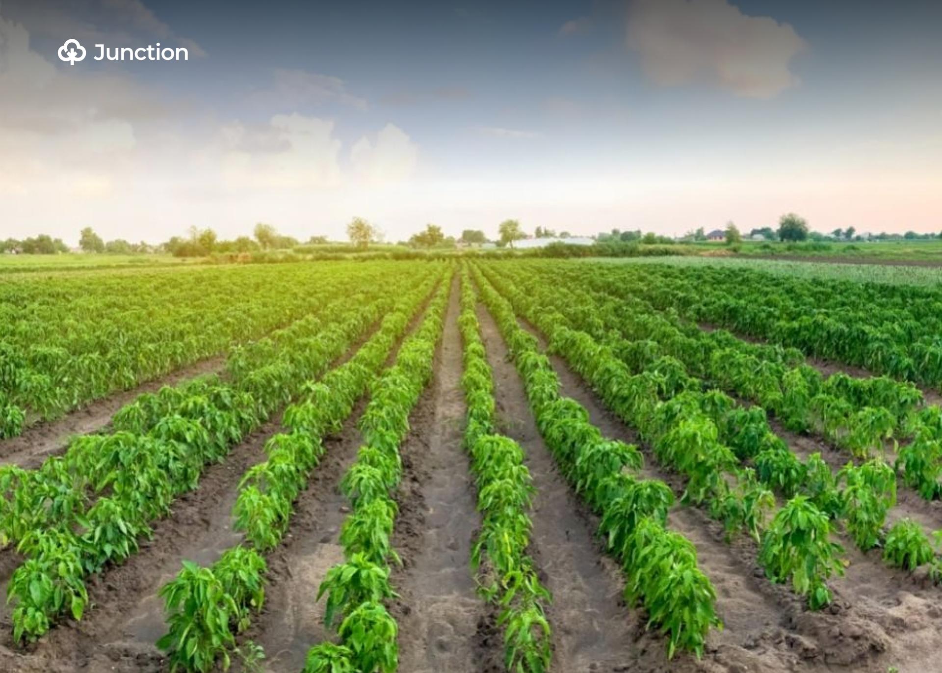 IFAD, FG Train 697 Youths in Ondo Agribusiness Programme