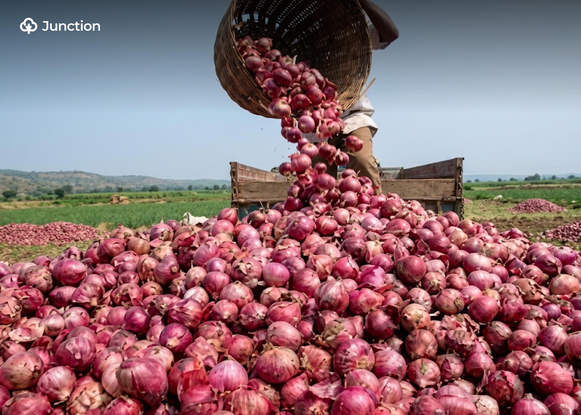 Nigerian Onion Farmers Receive ₦1.6bn Input Support
