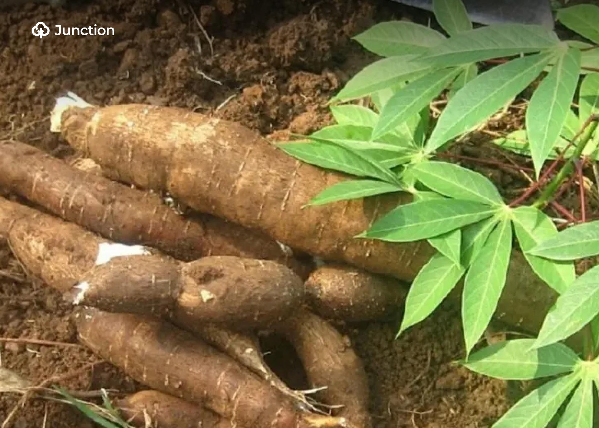 Experts Warn of New Mosaic Virus Threat to Nigeria’s Cassava Crop