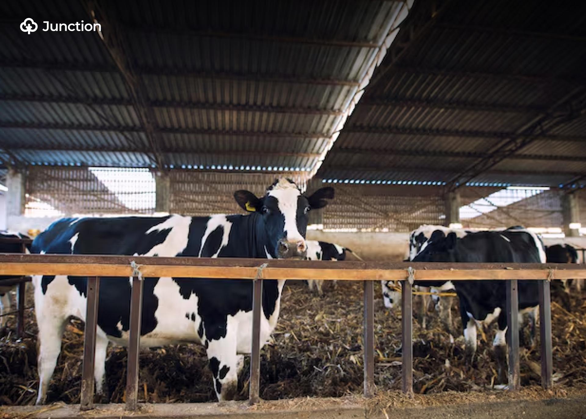 FG Begins Modern Abattoir Project in Jos to Boost Livestock Value Chain