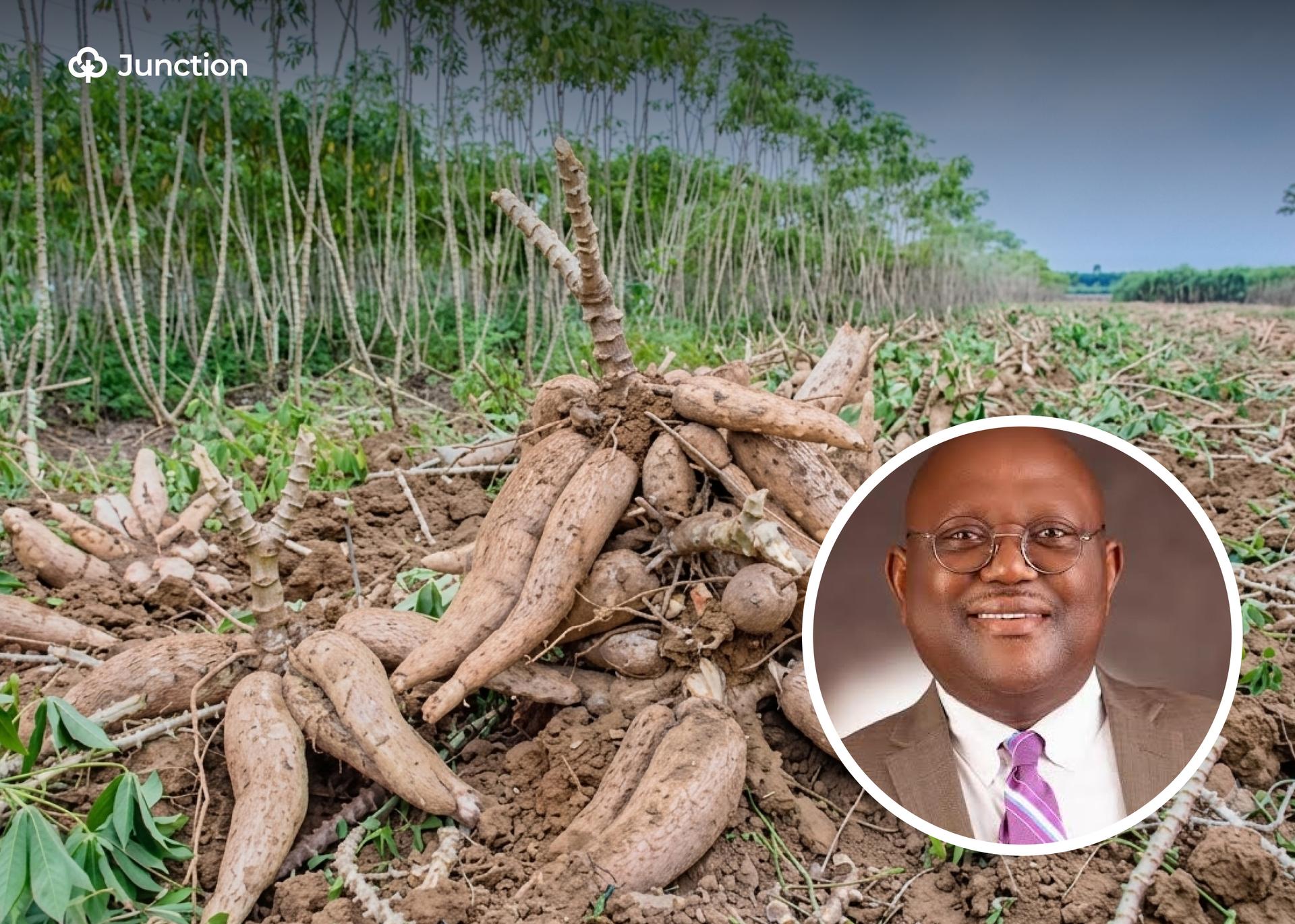 Nigeria Must Transform Cassava into Industrial Powerhouse— Dr. Bello