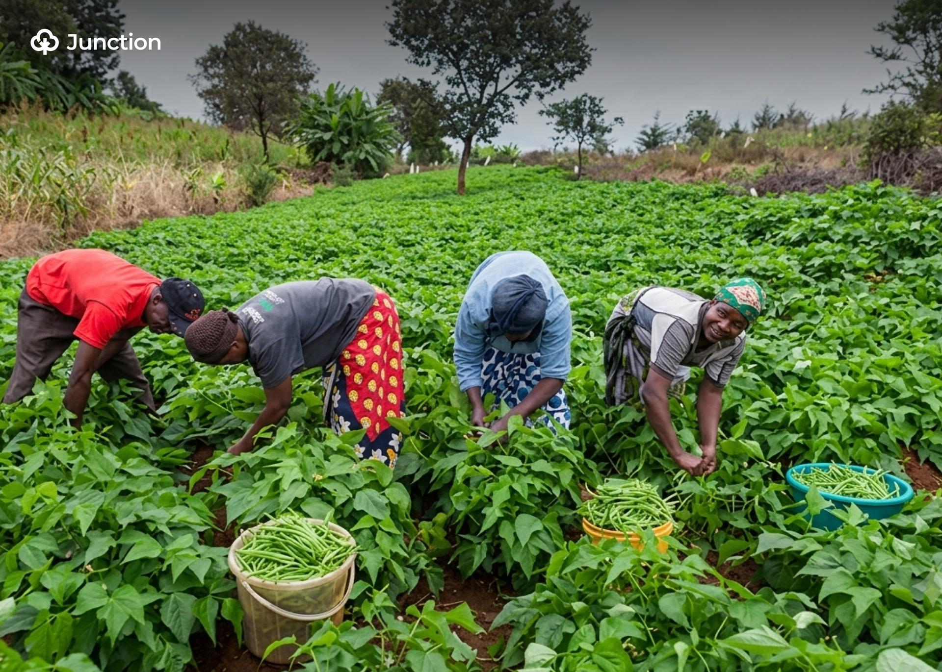 Northern Borno Farmers Flee to Abandoned Villages Amid ISWAP Restrictions